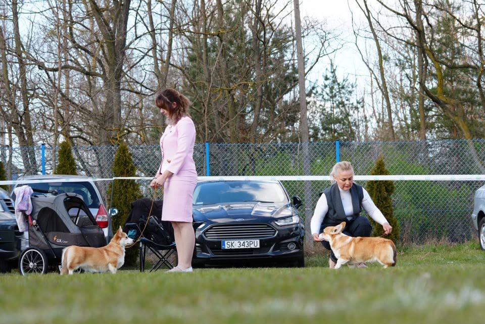 Uśmiechnięty Corgi pozujący w ringu z pamiątkową rozetą